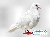 تصویر png کبوتر سفید نشسته