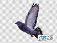 تصویر png کبوتر چاهی در حال پرواز