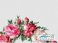 تصویر png گل های رز باغی