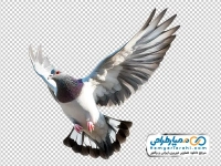 تصویر بدون پس زمینه کبوتر در حال پرواز