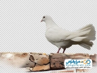 تصویر png کبوتر سفید نشسته روی دیوار