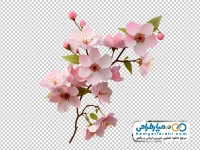 تصویر png شاخه شکوفه گیلاس