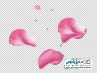 تصویر با کیفیت گلبرگ صورتی