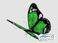 تصویر png پروانه سبز