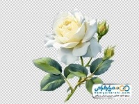 تصویر با کیفیت شاخه گل رز سفید