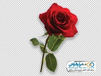 عکس png شاخه گل رز قرمز