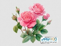 دانلود تصویر وکتوری گل رز صورتی آبرنگی
