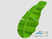 تصویر وکتوری برگ درخت موز تزئینی