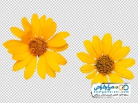 تصویر با کیفیت گل وحشی زرد