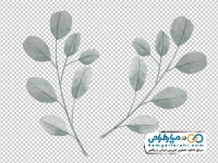تصویر وکتوری شاخه اکالیپتوس