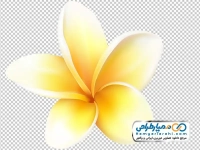 تصویر png گل زرد