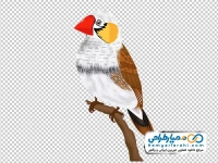 نقاشی پرنده فنچ زبرا