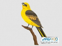 تصویر وکتوری پرنده اوریول طلایی