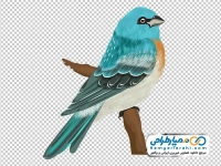 عکس وکتوری پرنده آبی نشسته روی شاخه