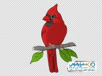 تصویر وکتوری پرنده کاردینال قرمز نشسته روی شاخه