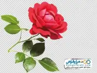 دوربری شاخه گل رز