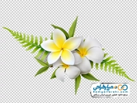 تصویر png گل پلومریا