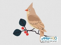 عکس وکتوری پرنده کاردینال قهوه ای