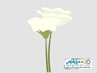 تصویر با کیفیت شاخه گل سفید