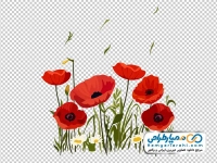 تصویر png گل خشخاش قرمز