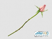 تصویر وکتوری شاخه غنچه رز صورتی