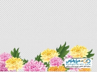 تصویر وکتوری گل های داوودی سفید و صورتی برای حاشیه طرح