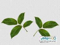 تصویر png برگ درخت گردو