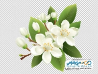 عکس png گل یاس سفید