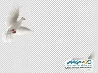 دانلود تصویر با کیفیت کبوتر