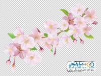 عکس png شکوفه درخت
