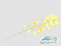 تصویر وکتوری شاخه گل کلزا