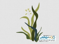 تصویر وکتوری جلبک سبز دریایی
