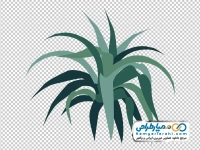 تصویر وکتوری گیاه آگاو کوتوله