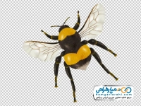 تصویر وکتوری زنبور عسل از نمای بالا