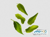 فایل png برگ های سبز