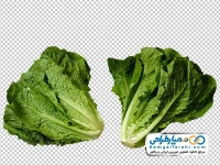 عکس png کاهو