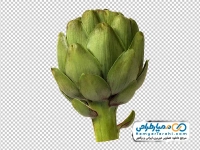 عکس png کنگر فرنگی