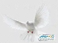 دانلود تصویر دوربری کبوتر