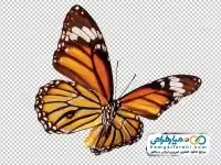 تصویر با کیفیت پروانه در حال پرواز